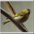 Carduelis spinus - Erlenzeisig m02.jpg